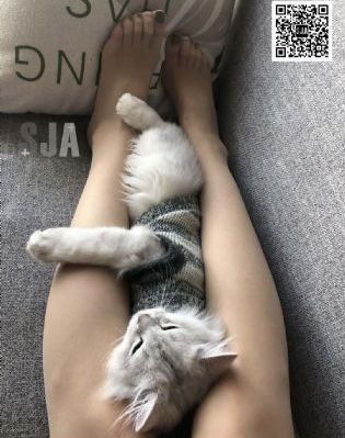 白狐影视